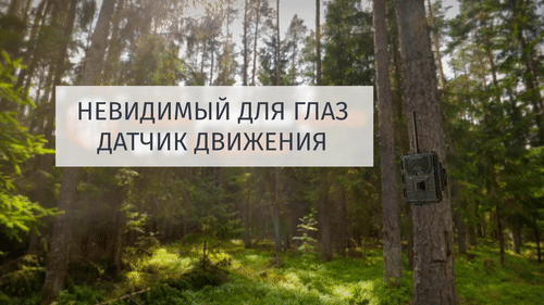 Фотоловушка Филин