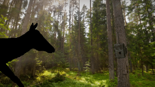 Фотоловушка Филин