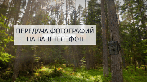 Фотоловушка Филин